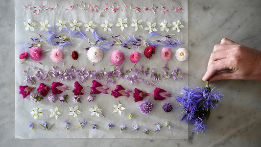 EDIBLE FLOWERS - WHAT TO PICK AND HOW TO USE THEM
